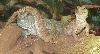 Uromastyx macfadyeni