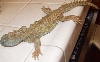 Rescued Uromastyx Macfadyeni