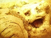 Uromastyx geyri