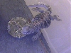 ocellata quarter