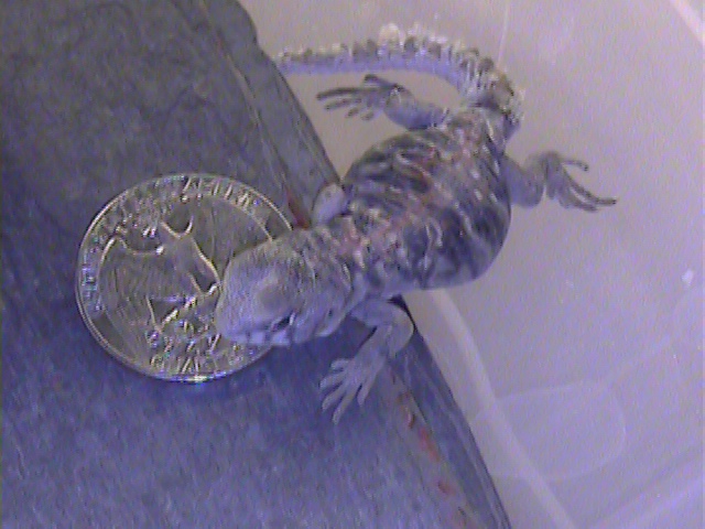 ocellata quarter