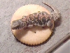 Yummy snack