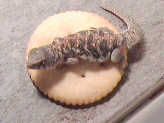 Yummy snack