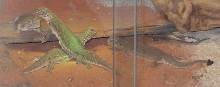 Hardwickii Colony