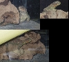 Uromastyx Ocellata