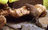 Evil Uromastyx Ocellata