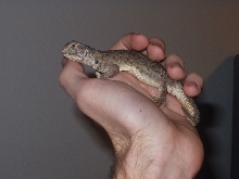 New juvie u. hardwickii