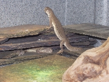 Uromastyx hardwickii x3