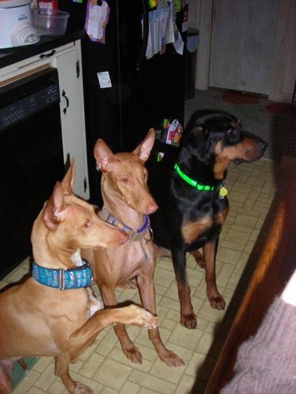 3 Amigos