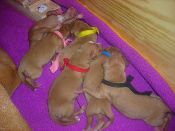 Fuji's Apple Litter