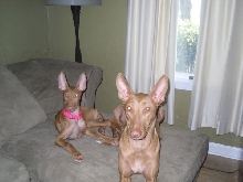 Goldie and Mira