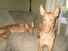 Goldie and Mira 2
