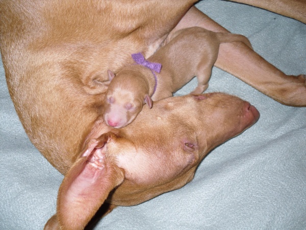 Goldie and Purple Girl