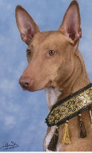 Kal-el