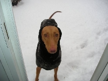 goldie snow