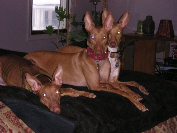 3 Amigos
