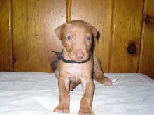 Black Collar Boy