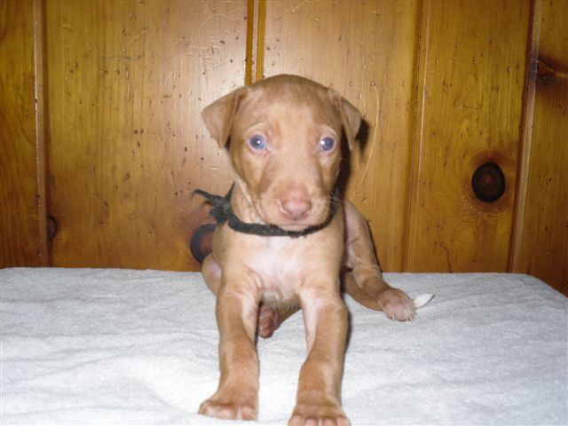 Black Collar Boy