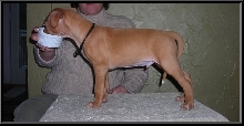 Black Collar Boy