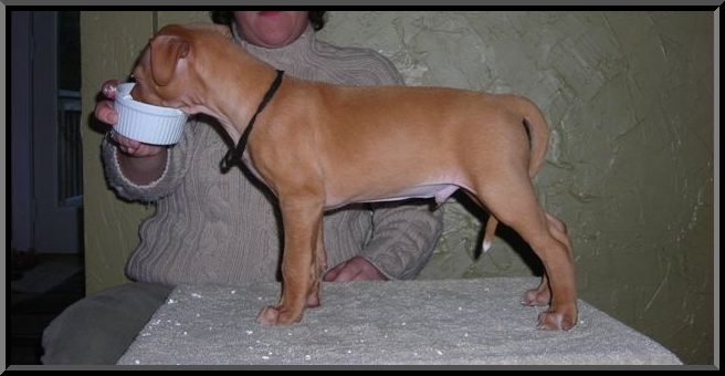 Black Collar Boy