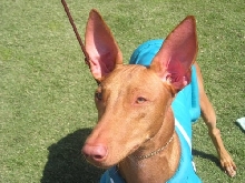 Siphra's Flying Colours ''Chase'' Headshot
