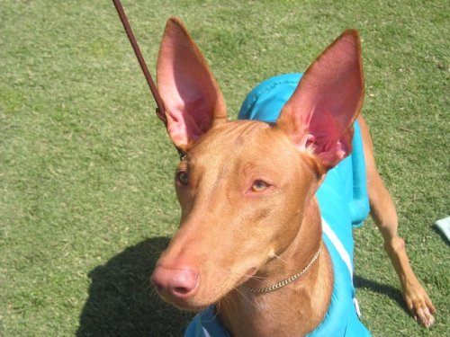 Siphra's Flying Colours ''Chase'' Headshot