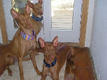 New Collars