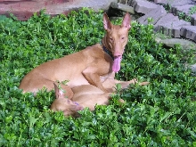 I miss summer already!  Pics of my doggies