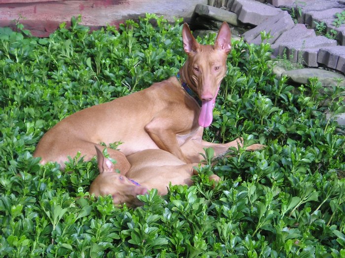 I miss summer already!  Pics of my doggies