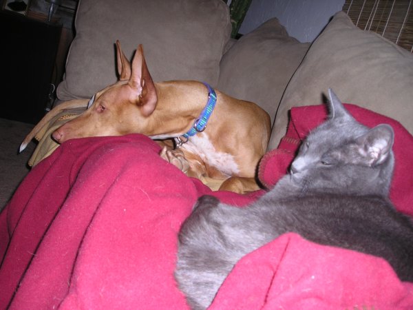 Who Says Cats and Pharaohs Can't Get Along?