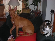 Gala and Cats
