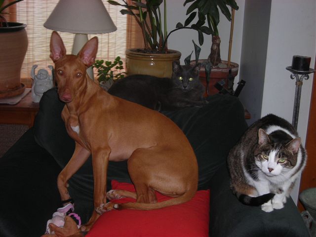 Gala and Cats