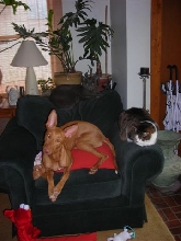 Gala and Cats 2