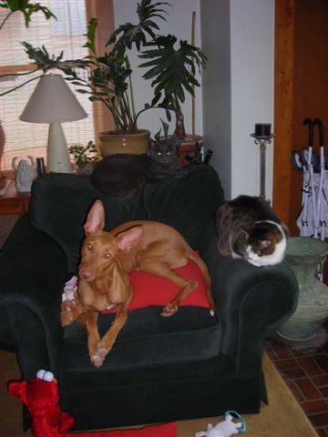 Gala and Cats 2