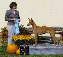 Best Puppy - Gala