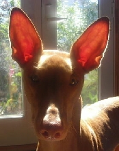 Backlit Ears