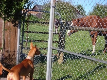 Goldie and Bobbie