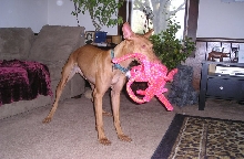 Happy Birthday Goldie!
