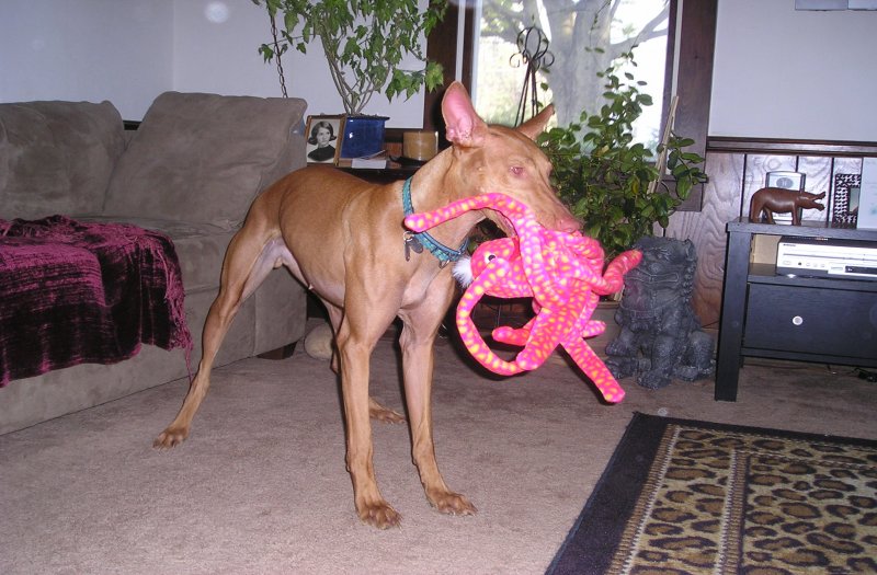 Happy Birthday Goldie!