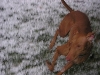 Goldie Skids to a Stop