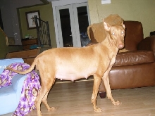 Goldie Day 54