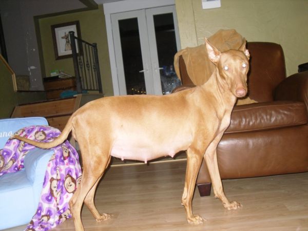 Goldie Day 54