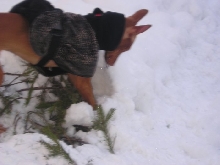 goldie digging