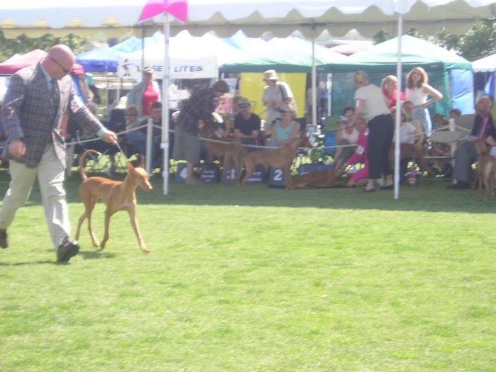 Goldie on the Move