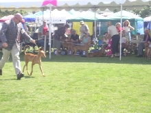 Goldie on the Move