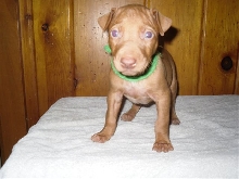 Green Collar Boy