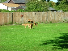 Hallie, Sheikh, Goldie and Evie