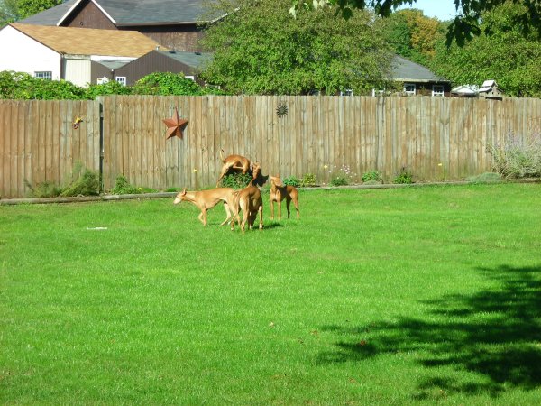 Hallie, Sheikh, Goldie and Evie