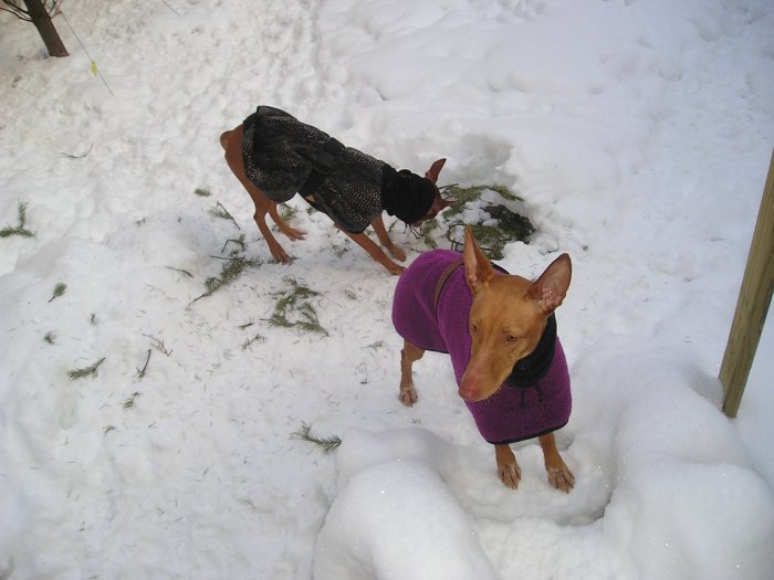 Let me it's too cold!