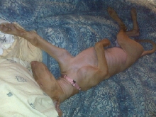 Mira Snoozing